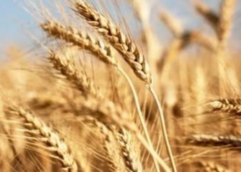 الزراعة : شراء 2.5 مليون طن قمح منذ بداية الحصاد فى ابريل