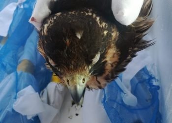 جمارك قرية البضائع ببرج العرب تضبط 8 صقور نادرة مخدرة داخل صناديق خشبية