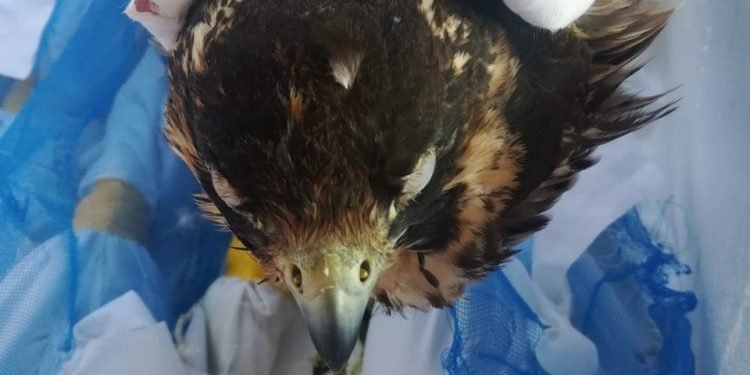 جمارك قرية البضائع ببرج العرب تضبط 8 صقور نادرة مخدرة داخل صناديق خشبية