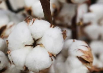 “قطاع الأعمال”: بيع 40.1 ألف قنطار في مزادات القطن حتى الآن.. والترسية على شركات قطاع خاص