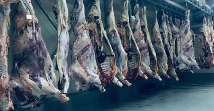 خلال 2020.. تشغيل أحد أكبر المجازر الآلية في مصر بتوشكى