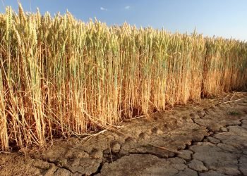 إيه بي بي توفر حلول ومعدات متطورة لمشروع مستقبل مصر الزراعي بتوشكى في وقت قياسي