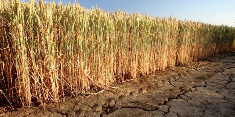 إيه بي بي توفر حلول ومعدات متطورة لمشروع مستقبل مصر الزراعي بتوشكى في وقت قياسي