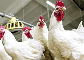 ارتفاع أسعار الدواجن وتراجع كرتونة البيض جنيه ونصف واستقرار اللحوم