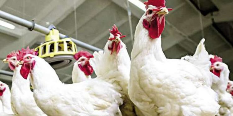 ارتفاع أسعار الدواجن وتراجع كرتونة البيض جنيه ونصف واستقرار اللحوم