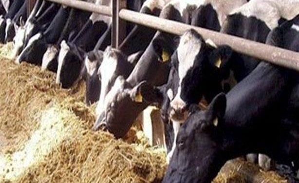 الزراعة : انتشار مرض حمى الوادي المتصدع بين الماشية في بعض المحافظات .. شائعة