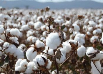 وزيرا التجارة والزراعة يصدران قراراً مشتركاً بشأن نظام تداول القطن الزهر لموسم ٢٠٢٢/ ٢٠٢٣