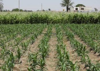 بيبسيكو مصر تحتفل بنجاح جديد لبرنامج “عايشين بخيرها” بترشيد أكثر من 300 مليون لتر من المياه في المنيا