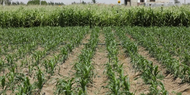 بيبسيكو مصر تحتفل بنجاح جديد لبرنامج “عايشين بخيرها” بترشيد أكثر من 300 مليون لتر من المياه في المنيا