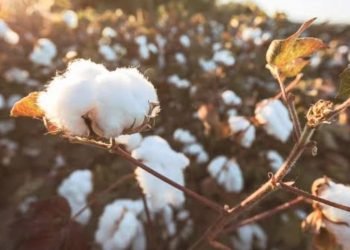 أسعار القطن تسجل 3800 جنيه للقنطار بمزاد اليوم بالمنصورة