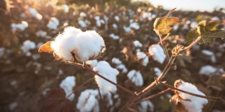 أسعار القطن تسجل 3800 جنيه للقنطار بمزاد اليوم بالمنصورة