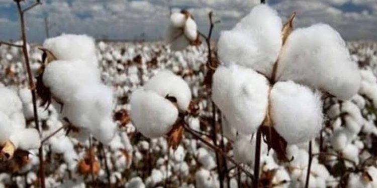 أسعار القطن تسجل3900 جنيه للقنطار بمزاد الفيوم