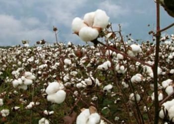 سعر قنطار القطن بمزاد اليوم يسجل 4280 جنيه لصنف “جيزة 96 ” بكفر الشيخ
