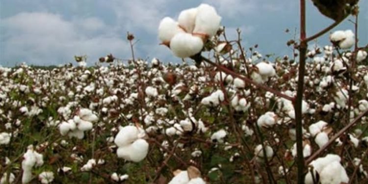 سعر قنطار القطن بمزاد اليوم يسجل 4280 جنيه لصنف “جيزة 96 ” بكفر الشيخ