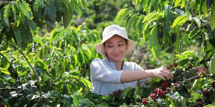 نستله تطلق خطة “نسكافيه 2030” دعماً للزراعة التجديدية والمساعدة في خفض الغازات الدفيئة والارتقاء بأنماط حياة المزارعين