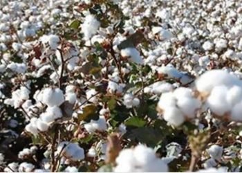 سعر قنطار القطن يسجل 3835 لصنف “جيزة86″بمزاد البحيرة..و3 شركات تقتنص المزاد