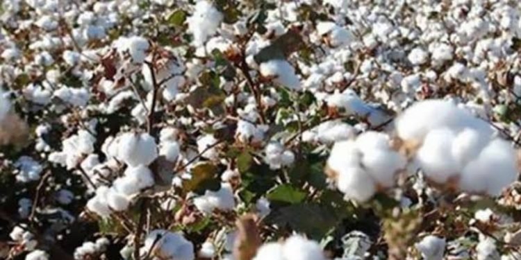 سعر قنطار القطن يسجل 3835 لصنف “جيزة86″بمزاد البحيرة..و3 شركات تقتنص المزاد