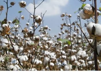 أسعار الأقطان بمزاد أسيوط تسجل 3855 جنيه للقنطار