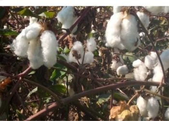 أكبر مزاد للقطن اليوم