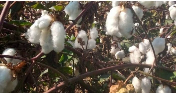أكبر مزاد للقطن اليوم