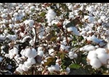 المجد تقتنص مزاد القطن بكفر الشيخ.. وسعر قنطار القطن يرتفع562 جنيه لصنف جيزة 96