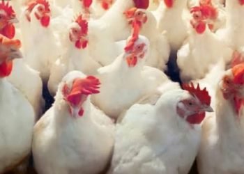 “الغرف التجارية” : 3-4% تراجعاً في أسعار بيض المائدة والدواجن في الأسواق