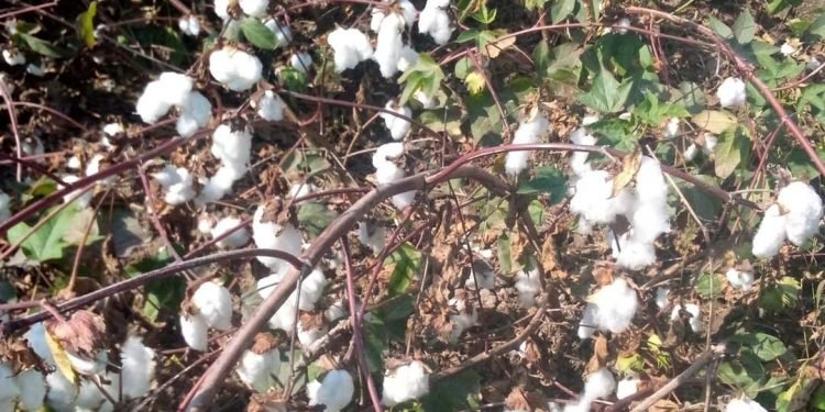 سعر قنطار القطن اليوم بمزاد الشرقية يسجل 4170 جنيه لصنف “جيزة94” ..و7شركات تقتنصه