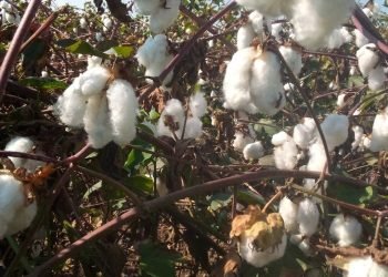 سعر قنطار القطن اليوم بمزاد الإسماعيلية وبورسعيد يسجل 4045 جنيه لصنف “جيزة94”