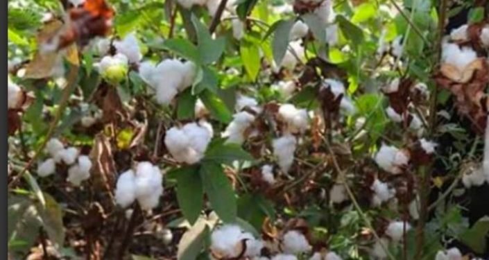 سعر قنطار القطن اليوم يسجل أعلي رقم في تاريخه..والقنطار يتجاوز 8 آلاف جنيه في مزاد كفر الشيخ