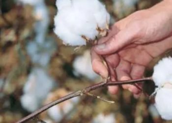 صنف قطن وحيد تجاوز سعره 8000 جنيه للقنطار بمزاد البحيرة وسط موجة من الانخفاضات فما الأسباب ؟