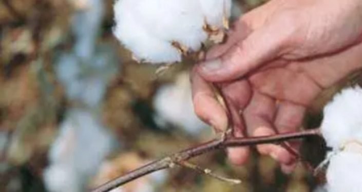 صنف قطن وحيد تجاوز سعره 8000 جنيه للقنطار بمزاد البحيرة وسط موجة من الانخفاضات فما الأسباب ؟