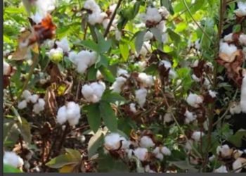 مزاد كبير للقطن اليوم 28-12-2022 في 10 محافظات