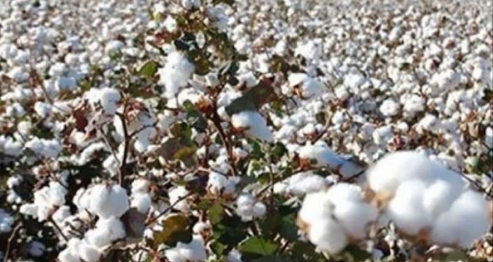 3 شركات تقتنص مزاد المنوفية..وسعر قنطار القطن لصنف “جيزة 97” يتراجع بمقدار 655 جنيه