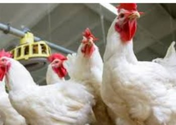 “شعبة الثروة الداجنة”: سعر كيلو الدواجن يلامس 47 جنيه للمستهلك..ورئيسها يطالب بالإفراج المستمر عن واردات مستلزمات الإنتاج