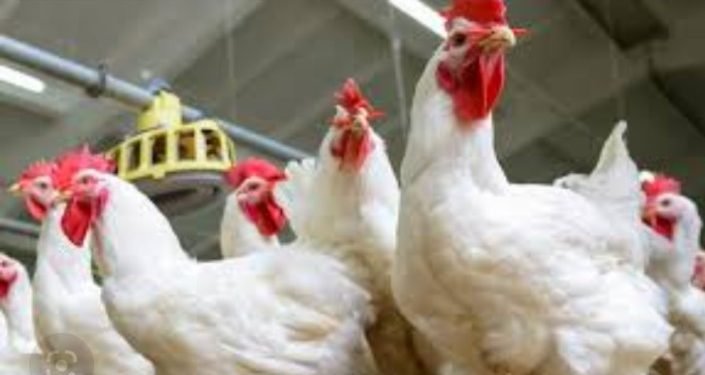 “شعبة الثروة الداجنة”: سعر كيلو الدواجن يلامس 47 جنيه للمستهلك..ورئيسها يطالب بالإفراج المستمر عن واردات مستلزمات الإنتاج