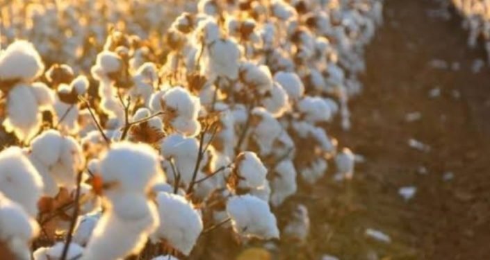 3 شركات تقتنص مزاد المنوفية..وسعر قنطار القطن لصنف “جيزة 97” يتراجع بمقدار 655 جنيه