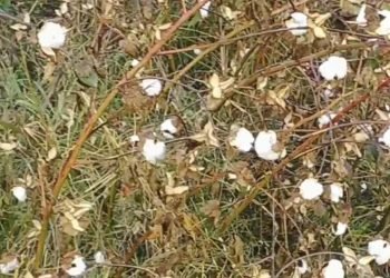 مزاد كبير للقطن اليوم 28-12-2022 في 10 محافظات