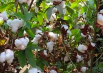 8 شركات تقتنص مزاد الشرقية..سعر قنطار القطن يسجل 6290 جنيها