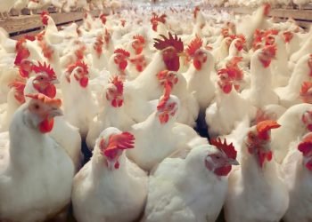 جنون في أسعار الدواجن .. و بعض المزارع توقف البيع حتي استقرار الأسعار