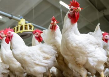 الاسماعيلية للدواجن بعد ايقاف التعامل علي السهم : تخصيص مبالغ لتطوير البنية التحتية لا يزال قيد الدراسة