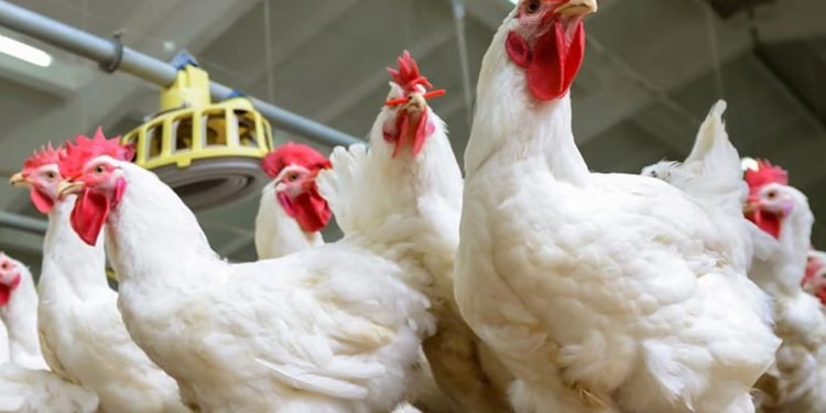 الاسماعيلية للدواجن بعد ايقاف التعامل علي السهم : تخصيص مبالغ لتطوير البنية التحتية لا يزال قيد الدراسة