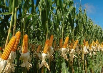 116.6 مليار جنيه استثمارات في قطاع الزراعة خلال 2023/2024