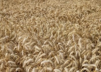 بلومبيرغ : القمح يقفز لأعلى سعر في 5 أشهر بعد قصف روسيا ميناء أوكرانياً .