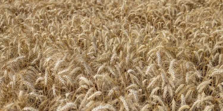 بلومبيرغ : القمح يقفز لأعلى سعر في 5 أشهر بعد قصف روسيا ميناء أوكرانياً .