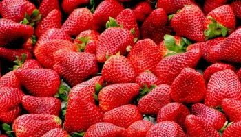 وزير الزراعة يعلن فتح أسواق المغرب أمام البطاطس وأسواق كندا امام الفراولة الطازجة