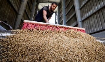 الحجر الزراعي يواصل اجراءات فحص الرسائل الواردة من القمح في الموانئ