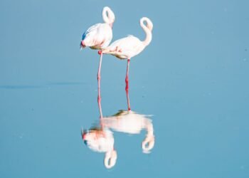 من قلب أفريقيا… عدسة كانون ترصد نماذج ومشاهد لا تنسى