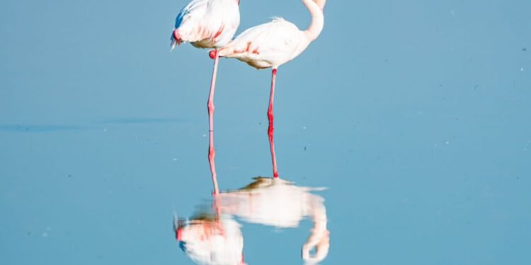 من قلب أفريقيا… عدسة كانون ترصد نماذج ومشاهد لا تنسى