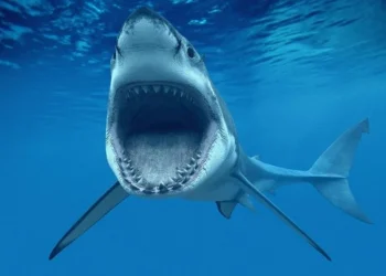 وزيرة البيئة تتابع حادث هجوم قرش بمنطقة شمال مرسى علم