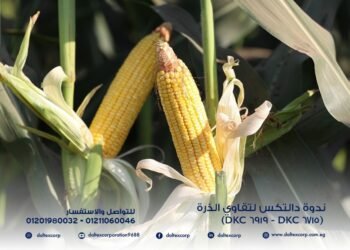 دالتكس تضاعف إنتاجية الذرة بزيادة تصل إلى 25% مع الصنف ديكالب 6919